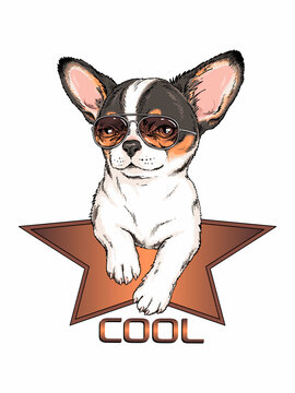 Cute chihuahua puppy in sunglasses. Vector illustration in hand-drawn style . Image for printing on any surface