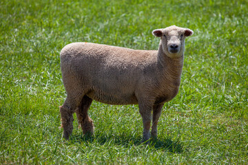 Fototapeta premium Sheep