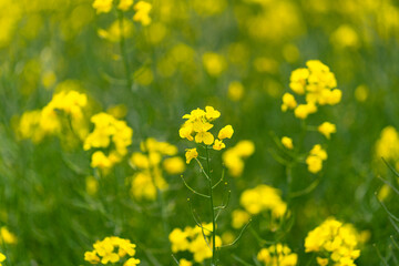 Single rapeseed flower on a yellow and green field.