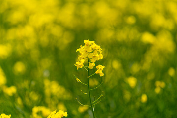 Field of yellow rapeseed