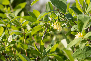 Wild honeysuckle branches with green fresh leaves and yellow buds and flowers are on a blurred background in a garden in spring