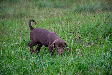 puppy playing in the grass