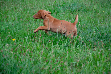 dog on grass