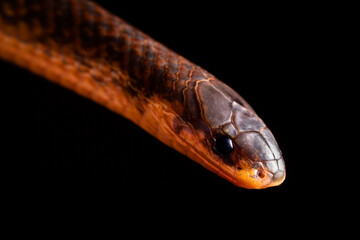 wild life photography