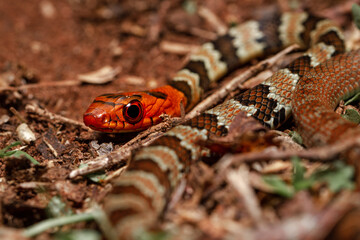 wild life photography