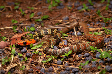 wild life photography