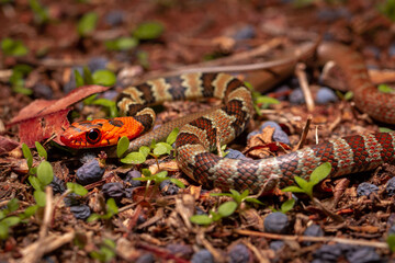 wild life photography