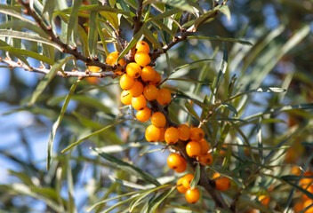 Yellow berries of sea buckthorn on the branches of a tree.
