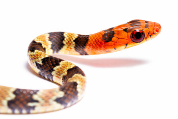 wild life photography