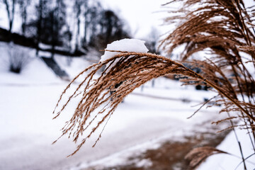 Wounderfull winter grass decoration with snow on the top.