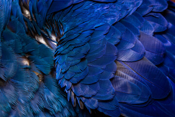 Fototapeta premium wild life photography