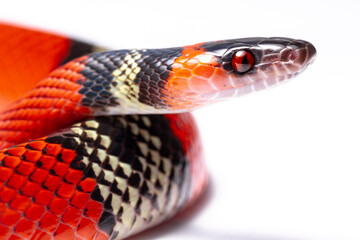 Obraz premium wild life photography