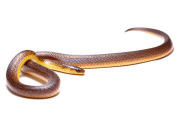 wild life photography