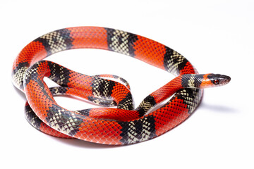 wild life photography