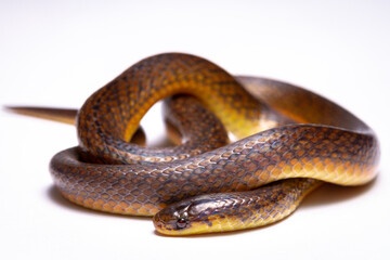 wild life photography