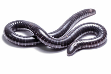 wild life photography