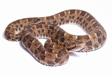 Fototapeta premium wild life photography