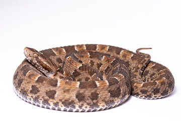 wild life photography