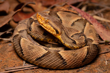 wild life photography