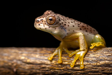 wild life photography