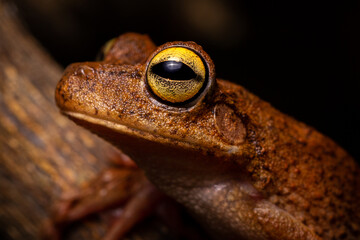 Fototapeta premium wild life photography