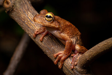 wild life photography