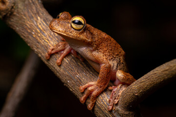 wild life photography