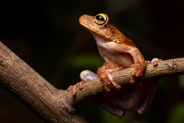 wild life photography