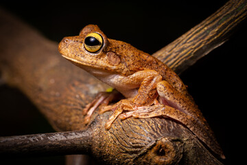 wild life photography