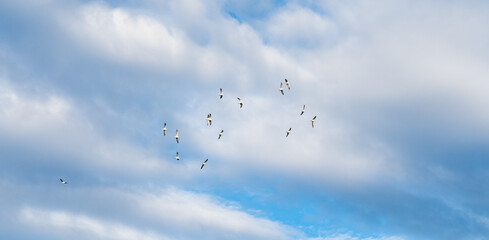 Sea Gulls Group