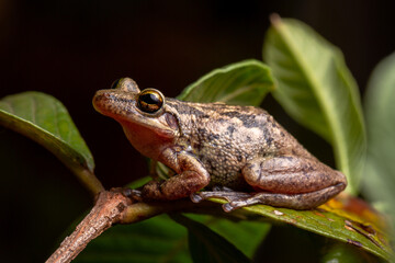 wild life photography