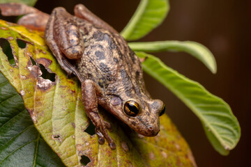 wild life photography