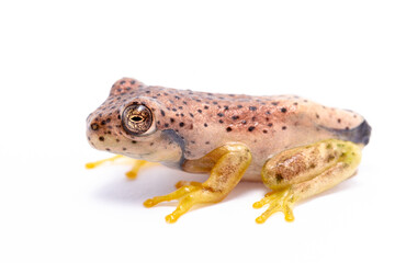 wild life photography