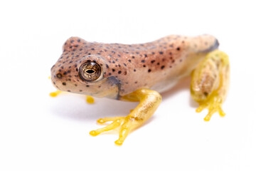 wild life photography