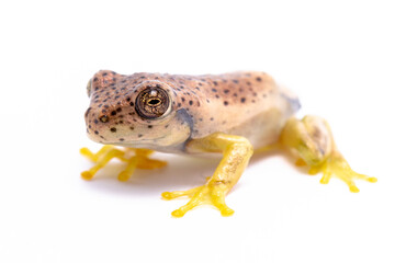 Fototapeta premium wild life photography