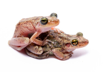 wild life photography