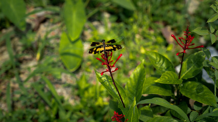 Yellow & Black Dragonfly Wide