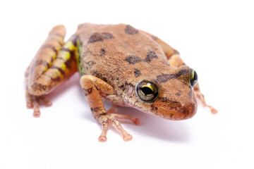 wild life photography