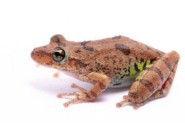 wild life photography