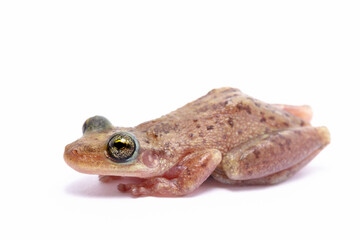 wild life photography