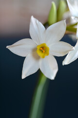 Fototapeta na wymiar Bunch-flowered narcissus