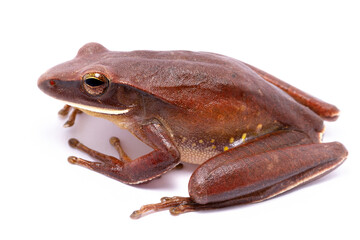 wild life photography