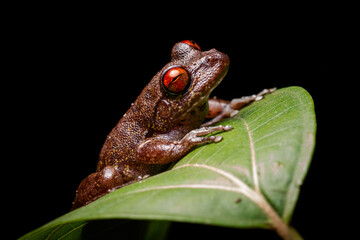 wild life photography