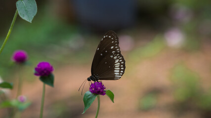Butterfly - Euploea core 3