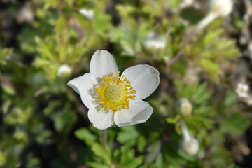 Snowdrop anemone