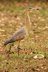 wild life photography