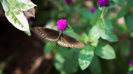 Butterfly - Euploea core