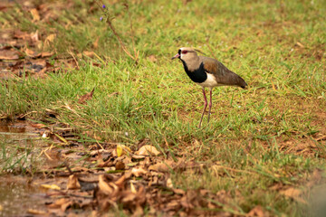 wild life photography