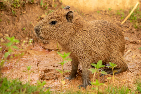 wild life photography
