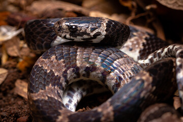 wild life photography